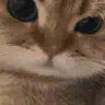:cat_rar: