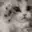 :kitty: