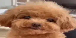 :smile_dog: