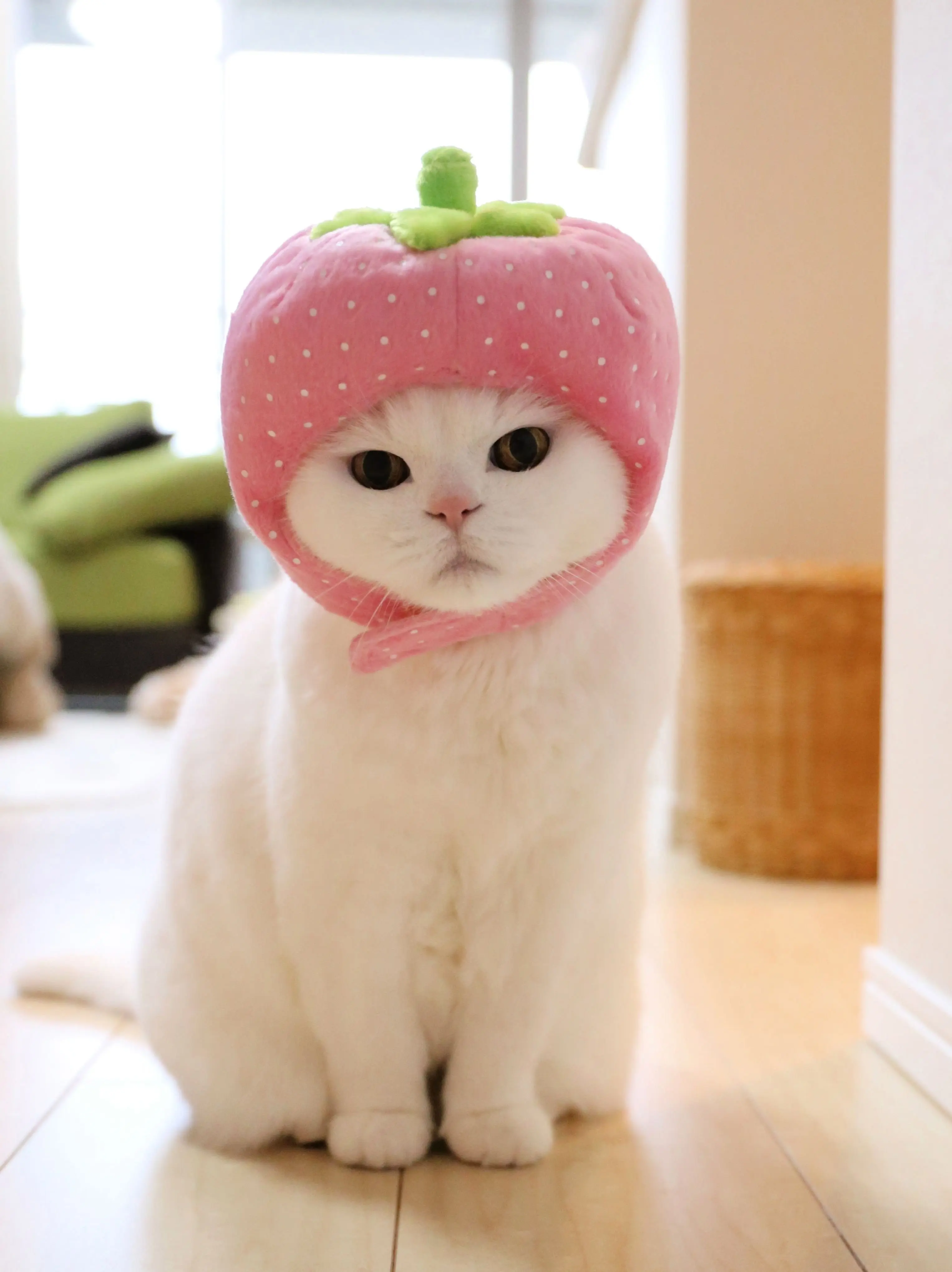 Милые котики в шапочках