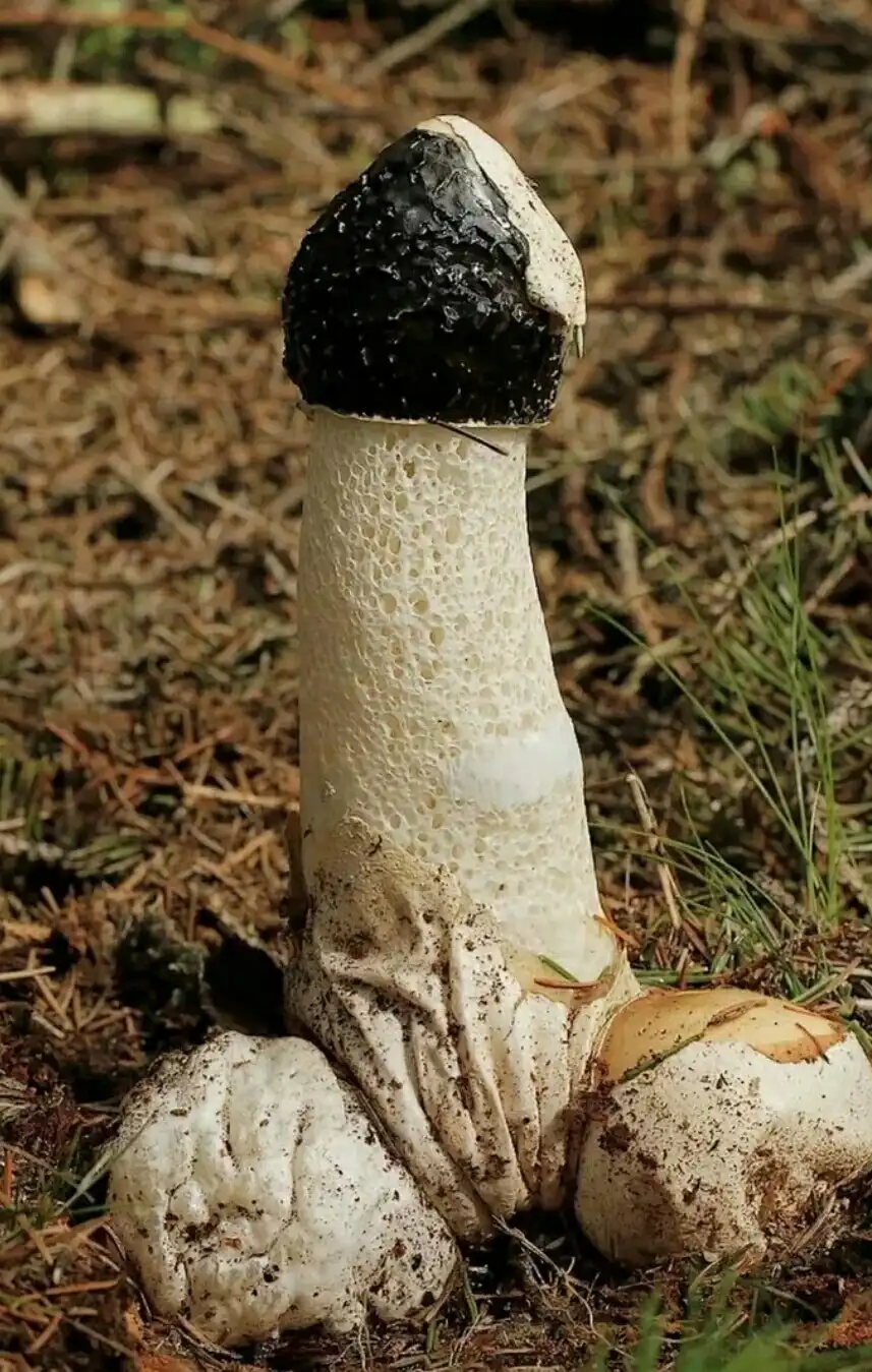 Как называется гриб похожий. Весёлка обыкновенная гриб. Phallus impudicus Веселка обыкновенная. Гриб фаллус. Гриб висюлька обыкновенная.