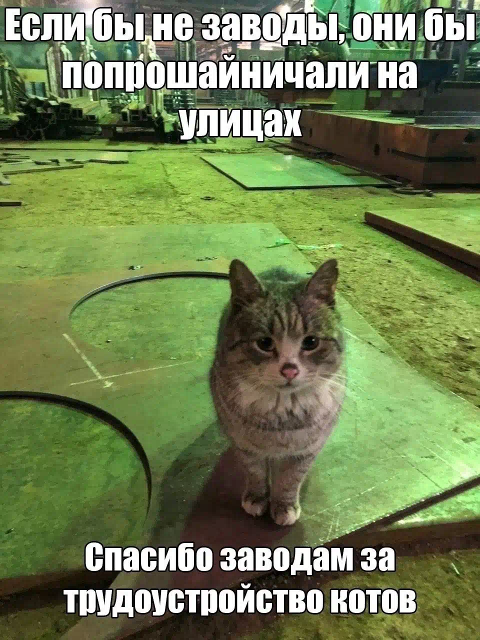 Грустный кот на заводе