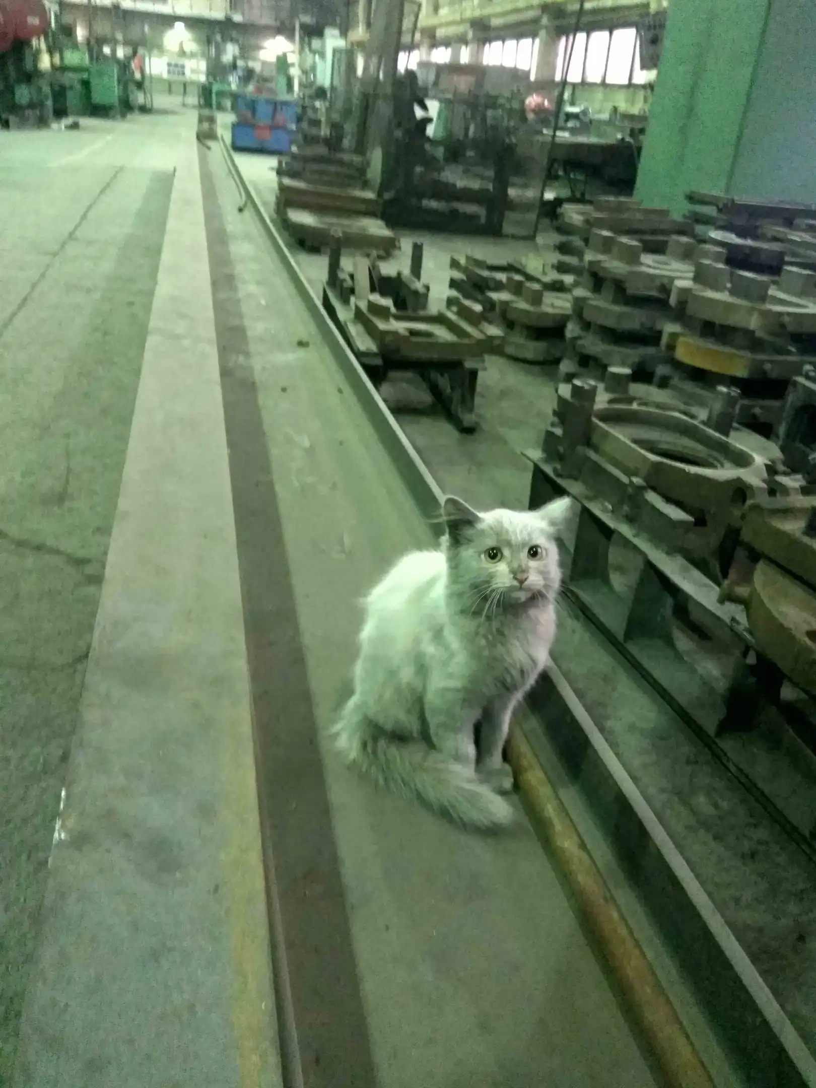 Котенок на заводе