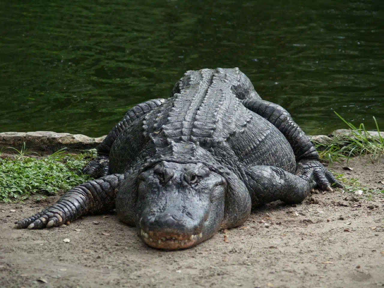 Alli Gator Photoshoot