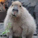 :capybara: