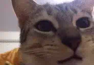 :cat_aga: