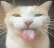 :cat_bleh: