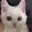 :catsqueez: