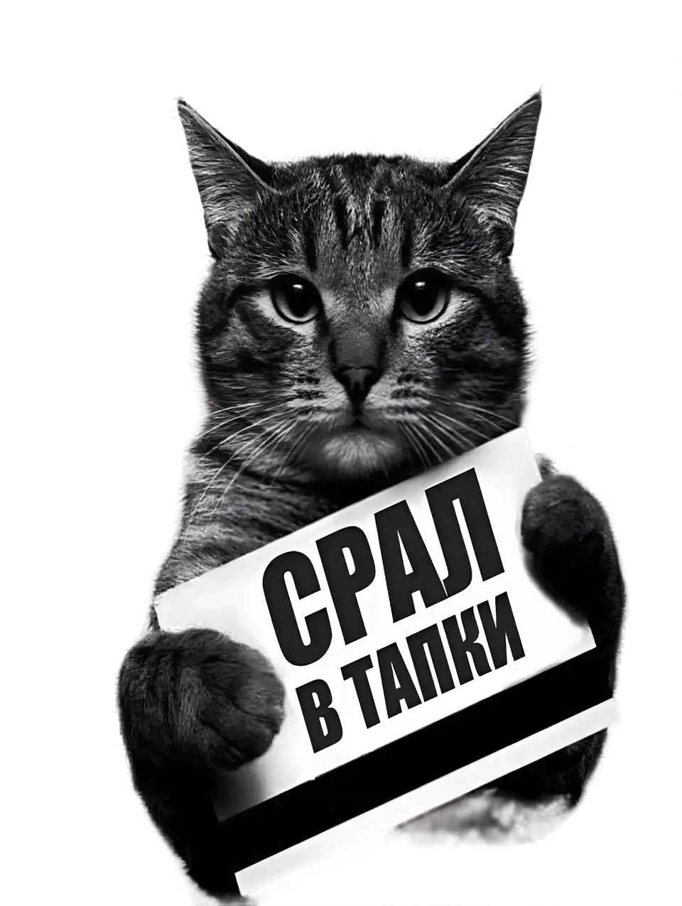 Арестованный кот с табличкой
