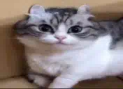 :cat_smile2: