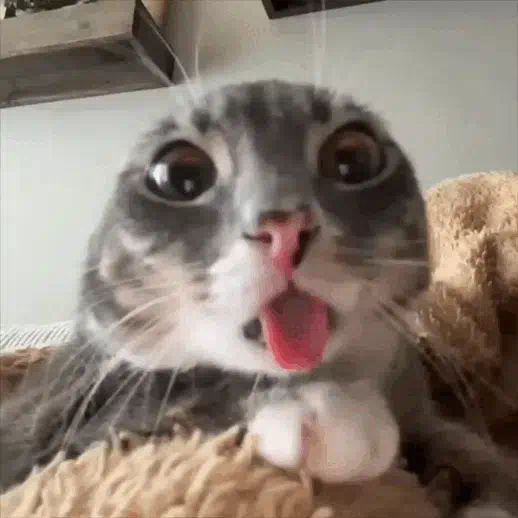 Cat tongue