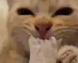 :cateat: