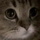 :catmeow: