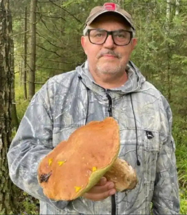 съедобные грибы лисички. маша собирала грибы лисичек в 3. боровик сосновый в ленобласти. грибы математика 1 класс. этапы решения задач с помощью уравнений.