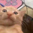 :cat_amazed: