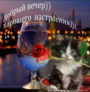 Добрый вечер группа картинки прикольные